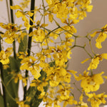 Carica l'immagine nel visualizzatore Galleria, Oncidium divaricatum syn. robustissimum