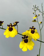 Carica l'immagine nel visualizzatore Galleria, Oncidium Little Panda (Moon Shadow x varicosum)