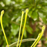 Carica l'immagine nel visualizzatore Galleria, Neofinetia falcata ‘Ononokomachi’ 小野小町
