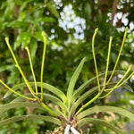 Carica l'immagine nel visualizzatore Galleria, Neofinetia falcata ‘Ononokomachi’ 小野小町