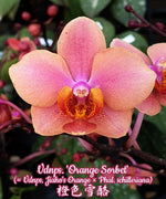 Carica l'immagine nel visualizzatore Galleria, Vandaenopsis Orange Sorbet (Vandaenopsis Jiaho's Orange x Phal. schilleriana)