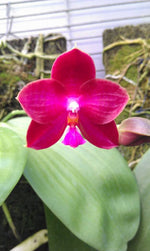 Carica l'immagine nel visualizzatore Galleria, Phalaenopsis (Buena Jewel x Coral Isles) x P. violacea (Dark red)