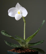 Carica l'immagine nel visualizzatore Galleria, Paphiopedilum delenatii var. alba x self