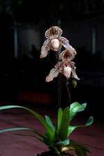 Carica l'immagine nel visualizzatore Galleria, Paphiopedilum Daisy Barclay (rothschildianum x godefroyae)