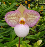 Carica l'immagine nel visualizzatore Galleria, Paphiopedilum Magic Lantern (delenatii alba x micranthum)