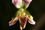 Carica l'immagine nel visualizzatore Galleria, Paphiopedilum callosum