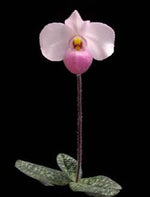 Carica l'immagine nel visualizzatore Galleria, Paphiopedilum delenatii x self