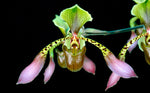 Carica l'immagine nel visualizzatore Galleria, Paphiopedilum lowii var. richardianum