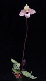 Carica l'immagine nel visualizzatore Galleria, Paphiopedilum malipoense x delenatii