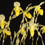 Carica l'immagine nel visualizzatore Galleria, Paphiopedilum philippinense var. album