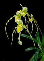 Carica l'immagine nel visualizzatore Galleria, Paphiopedilum philippinense var. album