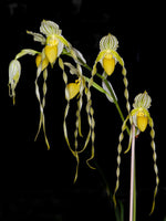 Carica l'immagine nel visualizzatore Galleria, Paphiopedilum philippinense var. album