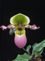 Carica l'immagine nel visualizzatore Galleria, OFFERTA PAPHIOPEDILUM