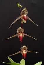 Carica l'immagine nel visualizzatore Galleria, Paphiopedilum rothschildianum x self