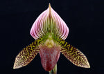 Carica l'immagine nel visualizzatore Galleria, Paphiopedilum sukhakulii x thailandense