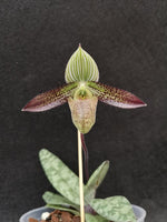Carica l'immagine nel visualizzatore Galleria, Paphiopedilum wardii