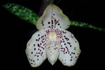 Carica l'immagine nel visualizzatore Galleria, Paphiopedilum wenshanense