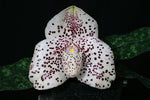 Carica l'immagine nel visualizzatore Galleria, Paphiopedilum wenshanense x bellatulum