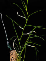 Carica l'immagine nel visualizzatore Galleria, Papilionanthe pedunculata