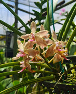 Carica l'immagine nel visualizzatore Galleria, Paraphalaenopsis laycockii x Vanda limbata
