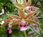 Carica l'immagine nel visualizzatore Galleria, Phaius tankervilleae
