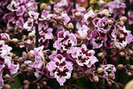 Carica l'immagine nel visualizzatore Galleria, Phalaenopsis Baroccan 2 eyes