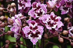 Carica l'immagine nel visualizzatore Galleria, Phalaenopsis Baroccan 2 eyes
