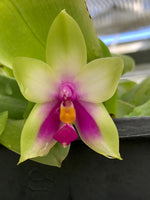 Carica l'immagine nel visualizzatore Galleria, Phalaenopsis bellina "Green"