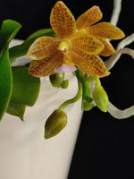 Carica l'immagine nel visualizzatore Galleria, Phalaenopsis Jazz Man (mannii x javanica)