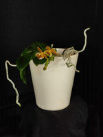 Carica l'immagine nel visualizzatore Galleria, Phalaenopsis Jazz Man (mannii x javanica)