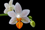 Carica l'immagine nel visualizzatore Galleria, Phalaenopsis Mini Mark
