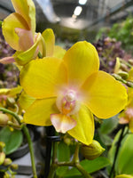 Carica l'immagine nel visualizzatore Galleria, Phalaenopsis Saffron