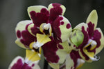 Carica l'immagine nel visualizzatore Galleria, Phalaenopsis Yellow Cow