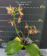 Carica l'immagine nel visualizzatore Galleria, Phalaenopsis Almanis '3045' (= mannii × tetraspis)