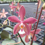Load image into Gallery viewer, Phalaenopsis Bronze Maiden 'Rio' (schilleriana x mannii 'Black')