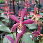 Load image into Gallery viewer, Phalaenopsis Bronze Maiden 'Rio' (schilleriana x mannii 'Black')