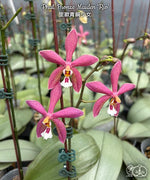 Load image into Gallery viewer, Phalaenopsis Bronze Maiden 'Rio' (schilleriana x mannii 'Black')