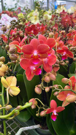 Carica l'immagine nel visualizzatore Galleria, Phalaenopsis Charizard