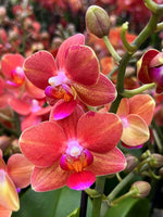 Carica l'immagine nel visualizzatore Galleria, Phalaenopsis Charizard