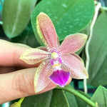 Carica l'immagine nel visualizzatore Galleria, Phalaenopsis Chienlung Black Conch × Cornustris