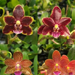 Carica l'immagine nel visualizzatore Galleria, Phalaenopsis Chienlung Black Conch × Cornustris