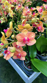 Carica l'immagine nel visualizzatore Galleria, Phalaenopsis Grace's Skin