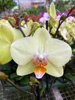 Carica l'immagine nel visualizzatore Galleria, Phalaenopsis Green Apple