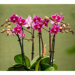 Carica l'immagine nel visualizzatore Galleria, Phalaenopsis Chia E Yenlin (NON variegata)