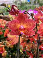 Carica l'immagine nel visualizzatore Galleria, Phalaenopsis Jane Hudson