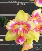 Carica l'immagine nel visualizzatore Galleria, Phalaenopsis I-Hsin Venus (peloric - 3 lips)