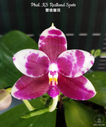 Carica l'immagine nel visualizzatore Galleria, Phalaenopsis KS Redland Spots