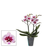 Carica l'immagine nel visualizzatore Galleria, Phalaenopsis Lioulin Hot Lip - Big Lip