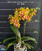 Carica l'immagine nel visualizzatore Galleria, Phalaenopsis Lioulin Orange (peloric - 2 eyes)