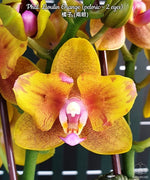 Carica l'immagine nel visualizzatore Galleria, Phalaenopsis Lioulin Orange (peloric - 2 eyes)